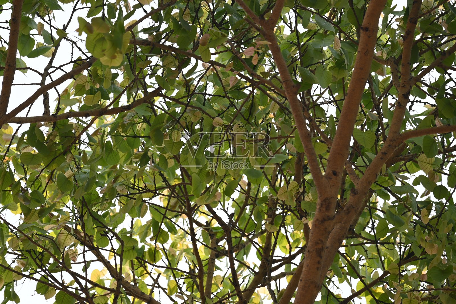 菩提树。照片摄影图片