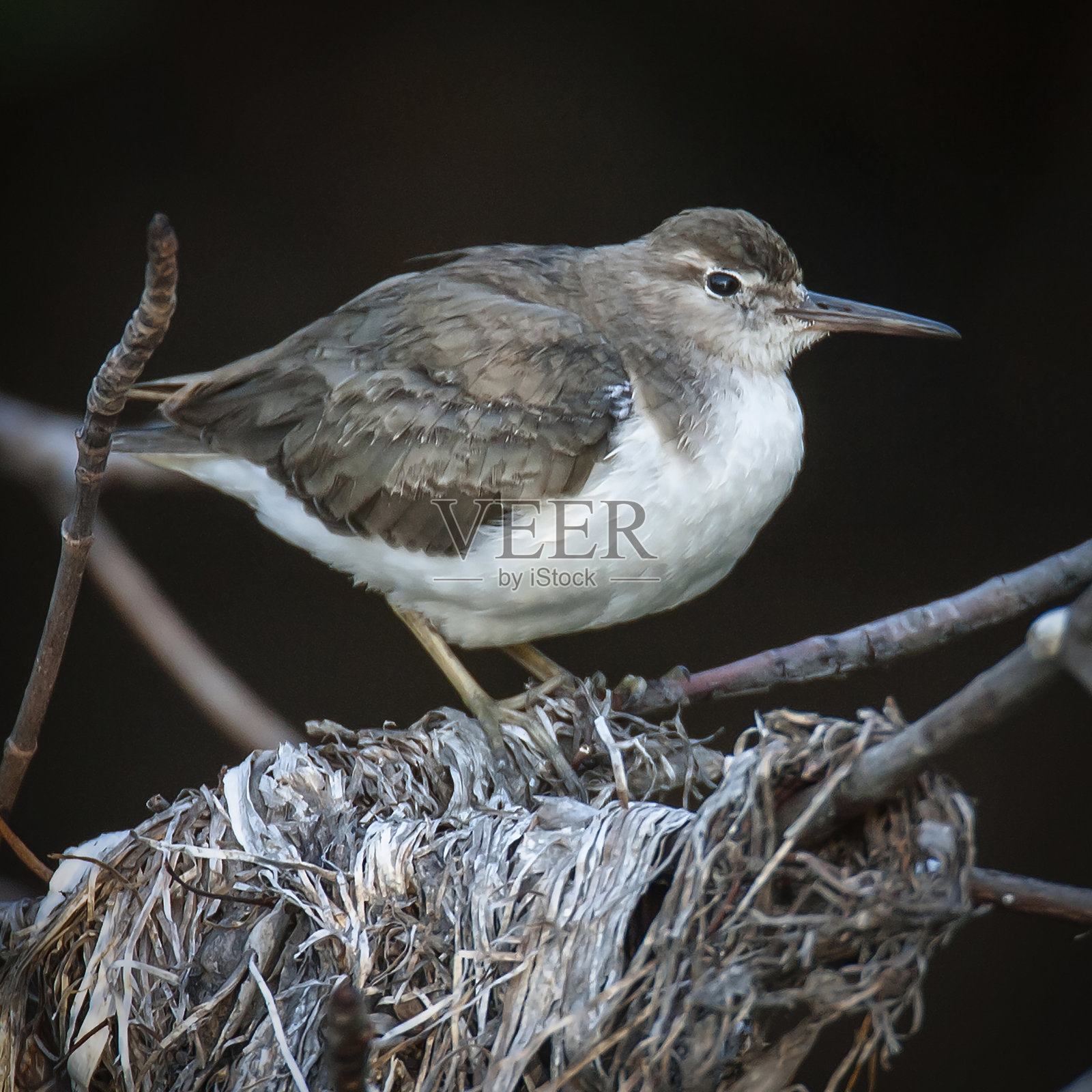 斑点沙鸥栖息在树上照片摄影图片