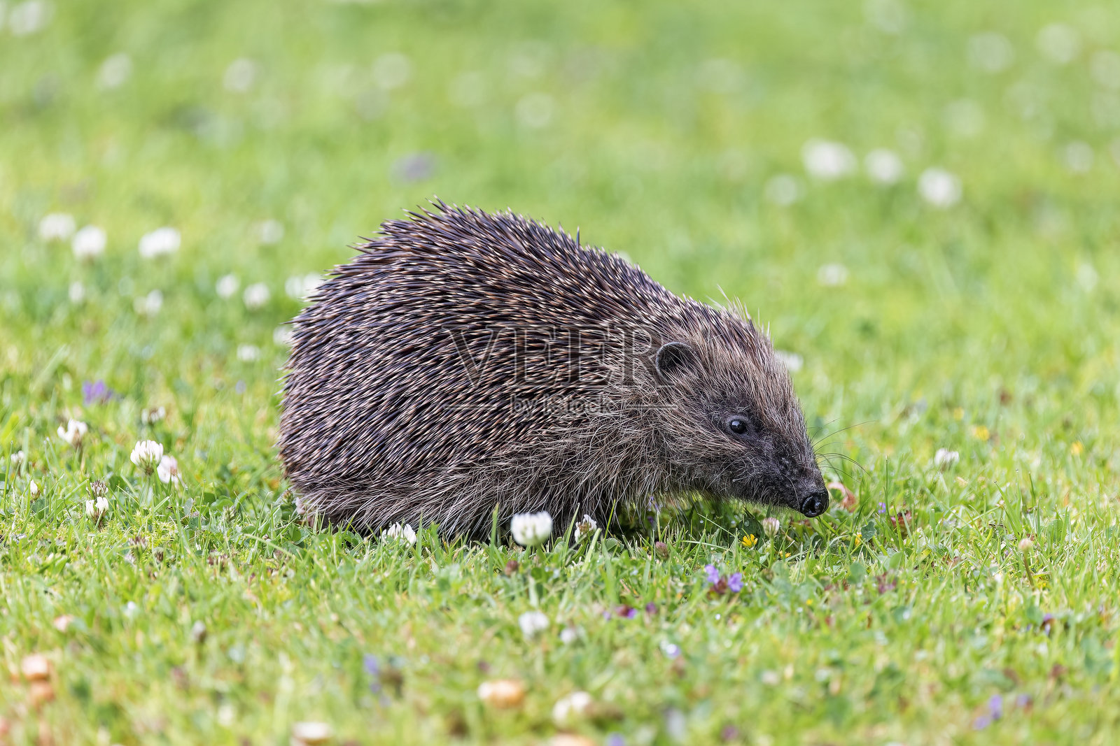 野生刺猬在繁茂的绿草坪上觅食,周围开满了三叶草花照片摄影图片