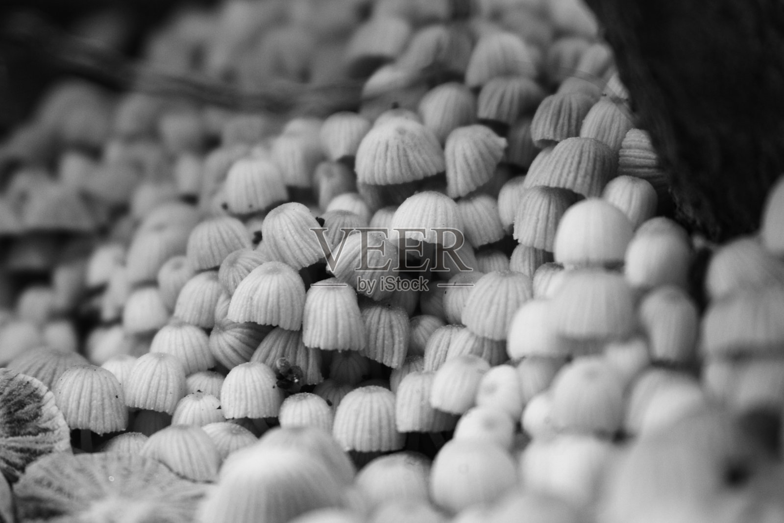 蘑菇王国照片摄影图片