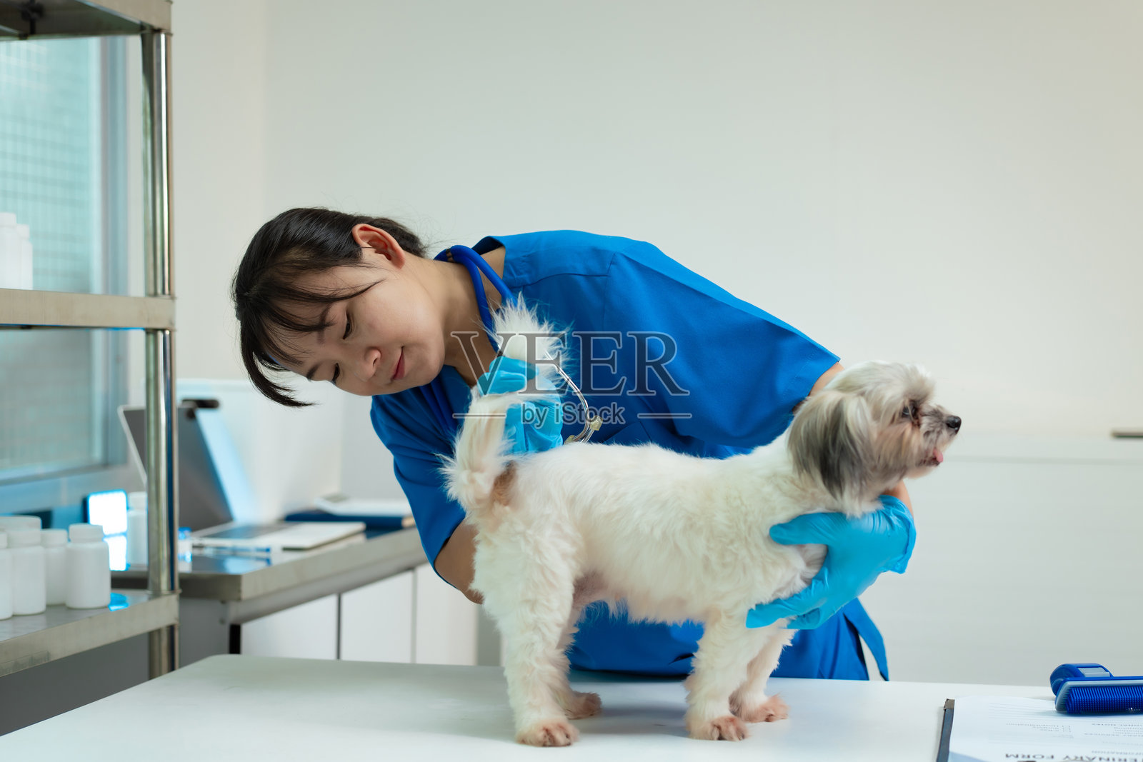 一位亚洲中年女性兽医在诊所的桌子上温柔地修剪一只可爱狗狗的指甲。她还为狗狗刷牙、梳毛,并进行健康检查以确保其健康。照片摄影图片