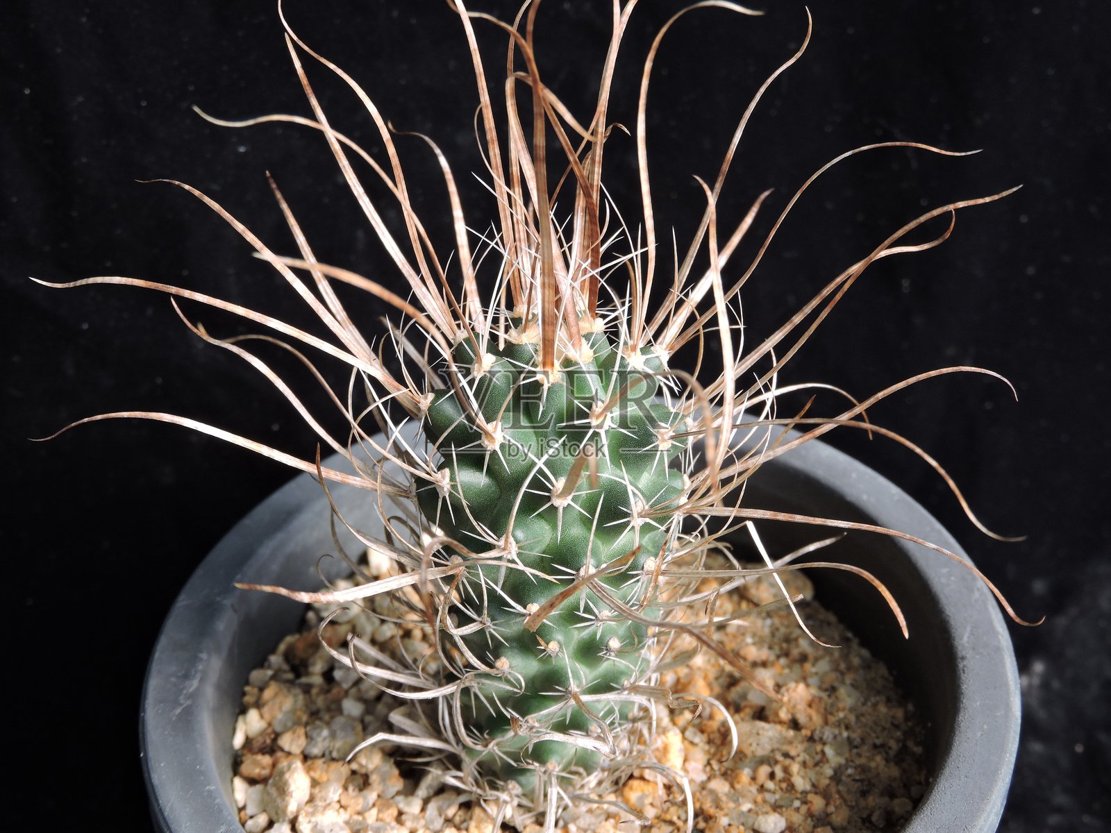 多刺的白色刺仙人掌(Mammillaria bocasana var. multilanata),在韩国拍摄。照片摄影图片