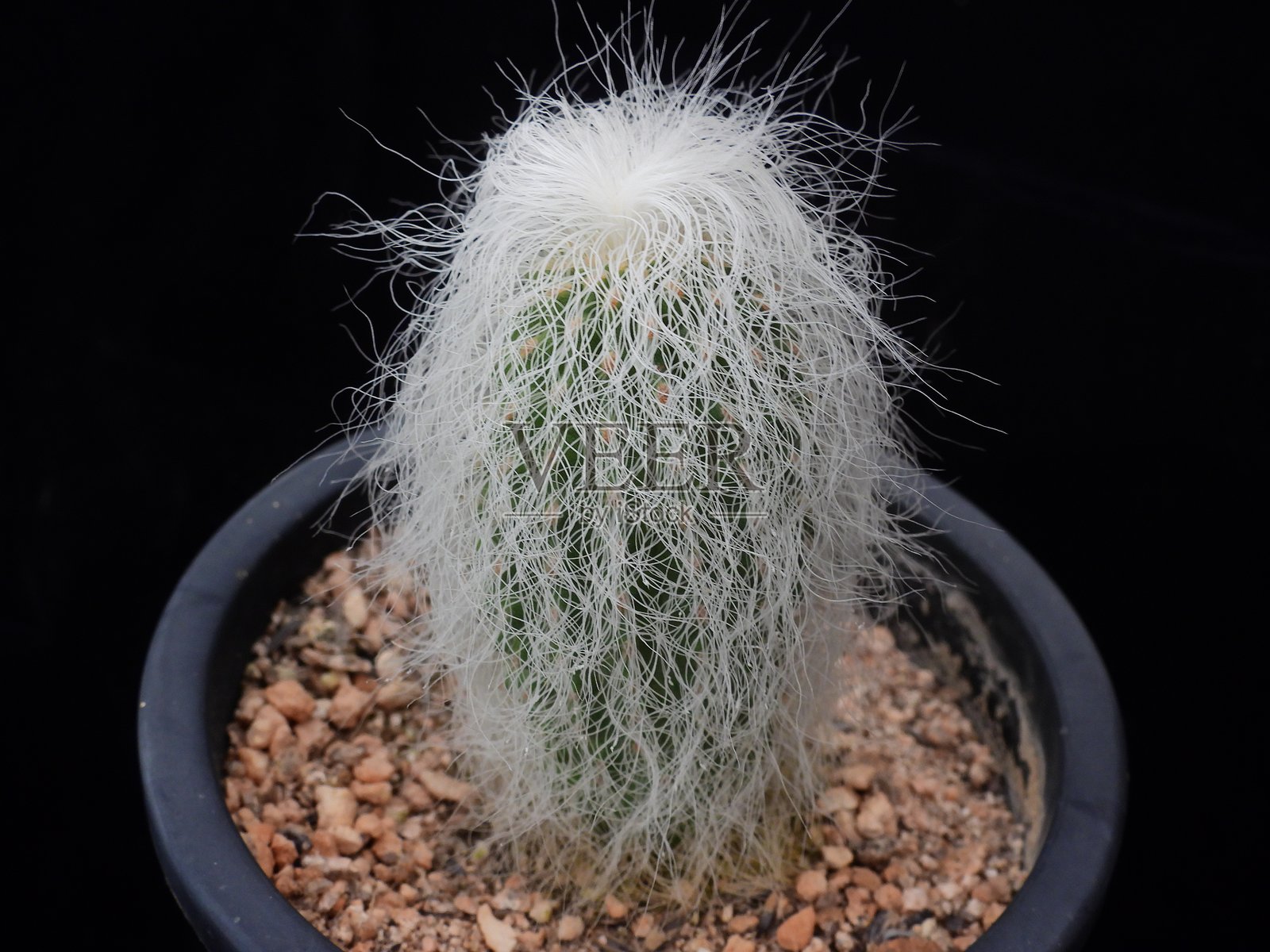 白发刺仙人掌(Onghwan变种),在韩国拍摄的照片照片摄影图片