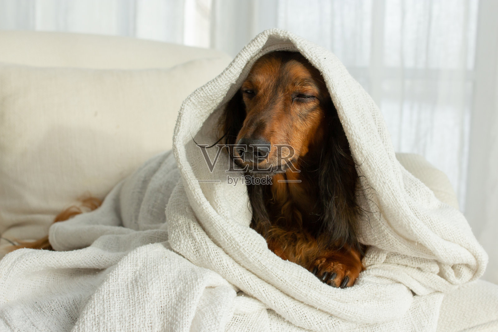 红色长毛腊肠犬坐在白色毛毯上,闭着眼睛。照片摄影图片