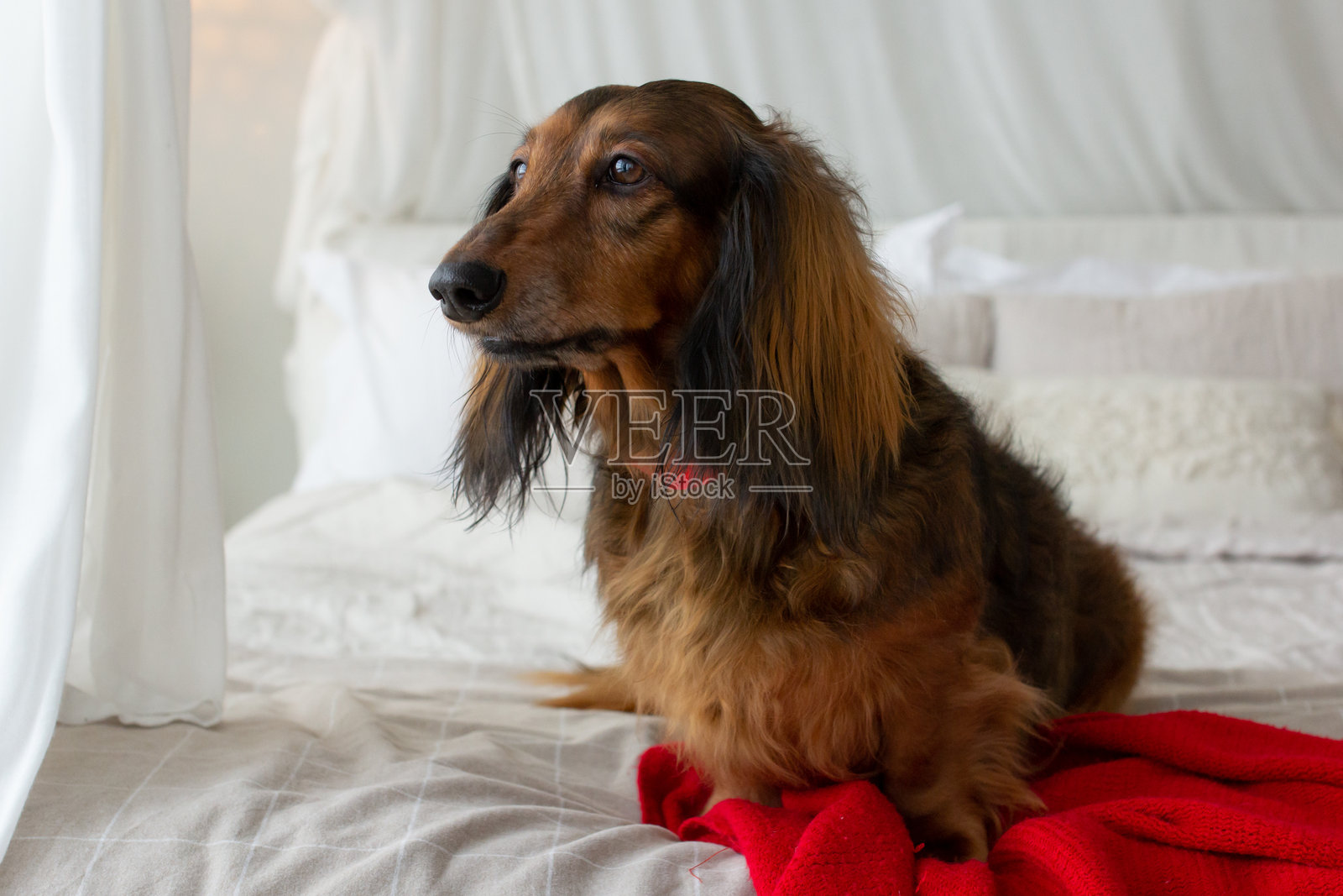 红色长毛腊肠犬脖子上系着红色蕾丝,坐在床上照片摄影图片