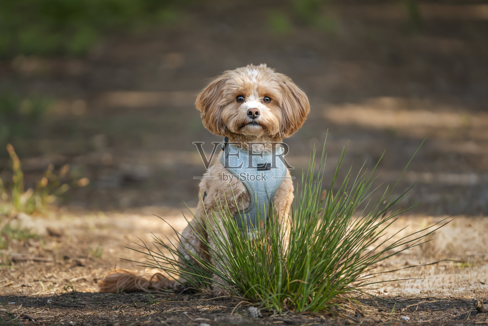 可爱的卡瓦普犬在温莎大公园附近的阿斯科特森林中坐在草丛后面照片摄影图片