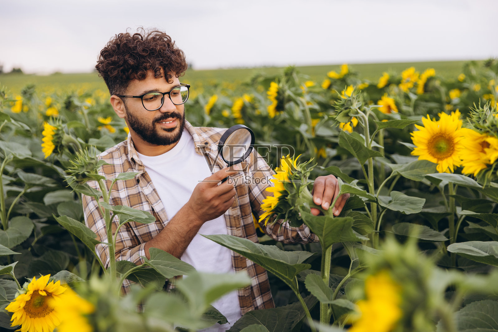 农学家在耕作的田地里用放大镜检查向日葵照片摄影图片