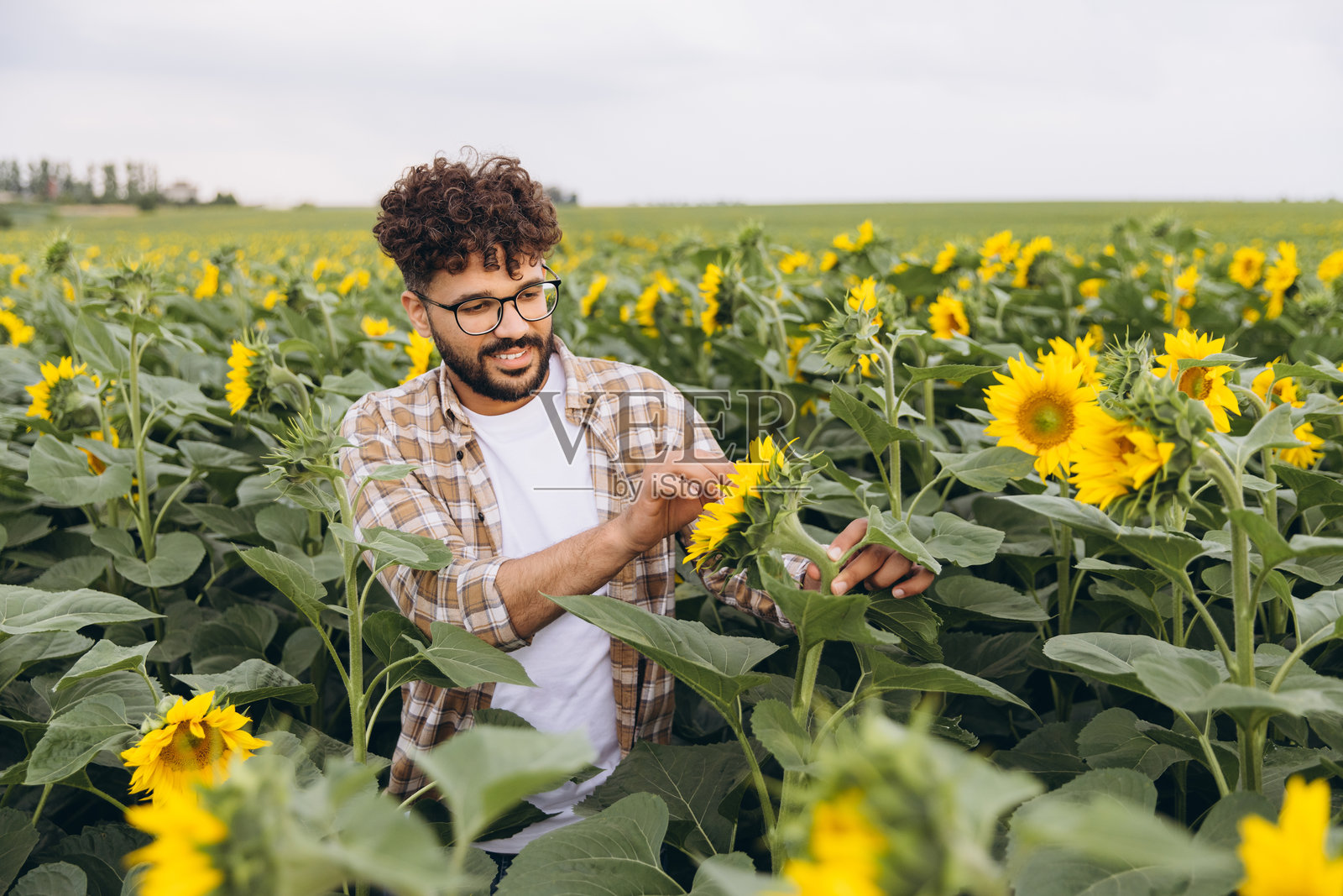 农学家在田野中检查向日葵照片摄影图片