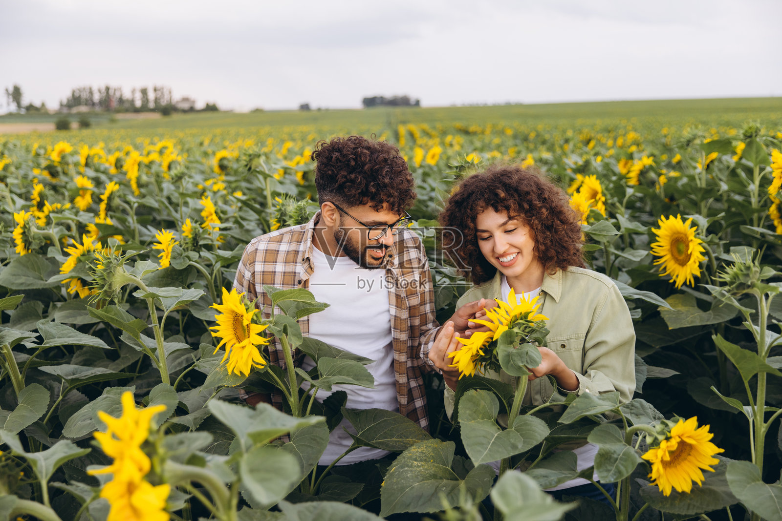 农学家在向日葵田里检查植物照片摄影图片