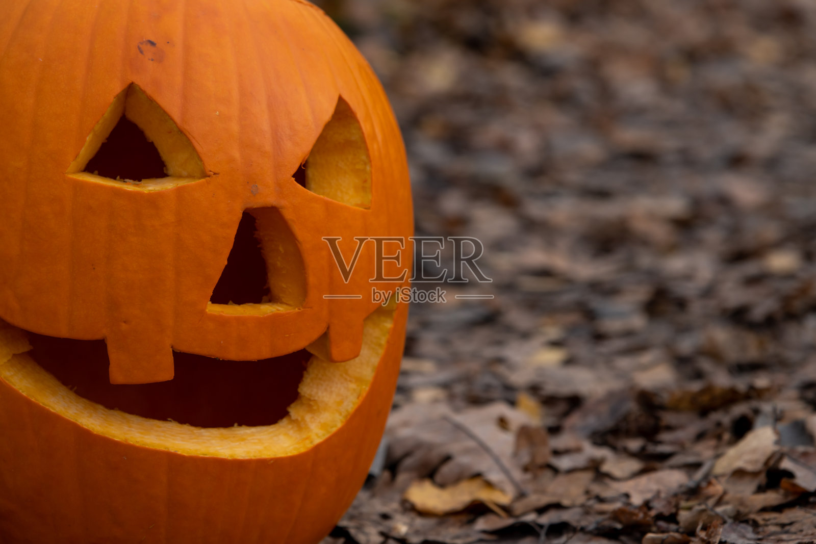 森林中的橙色万圣节南瓜照片摄影图片