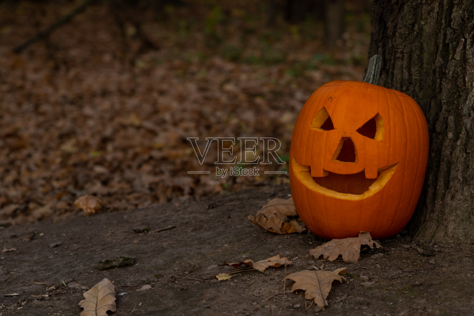 森林中的橙色万圣节南瓜照片摄影图片