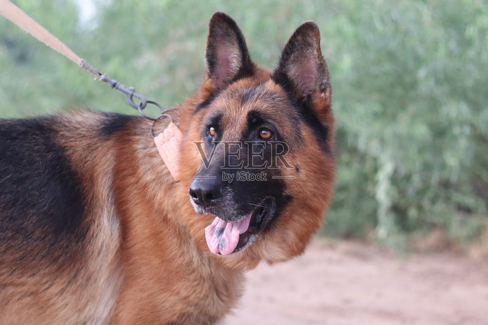 户外牵着的德国牧羊犬,警觉而快乐,舌头伸出。照片摄影图片