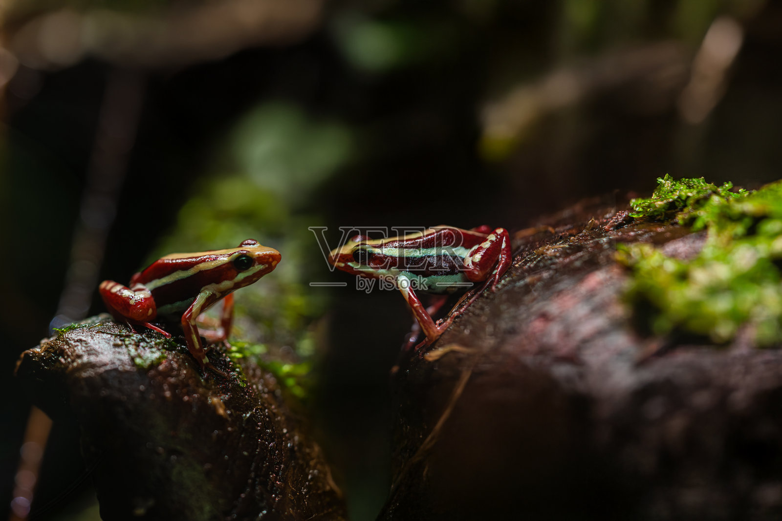 两只色彩斑斓的毒蛙照片摄影图片