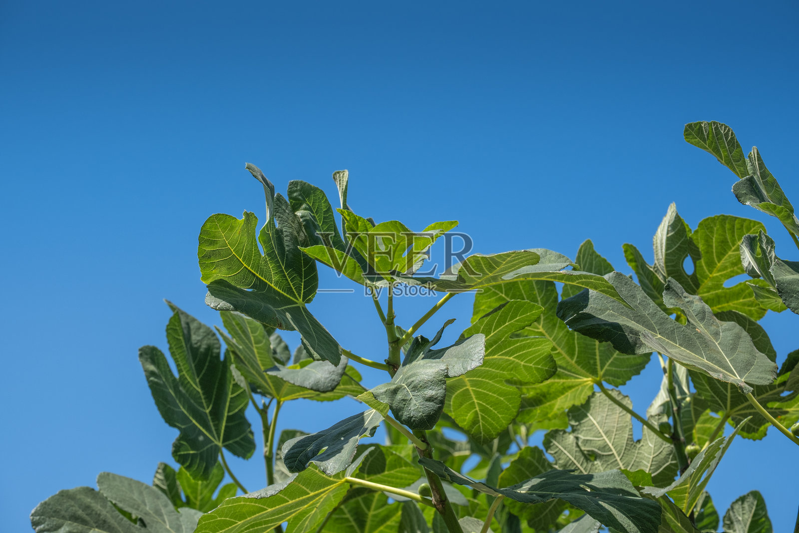 新无花果树叶。蓝天背景。照片摄影图片