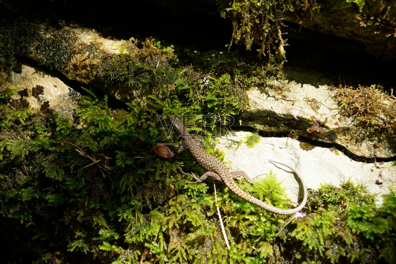 城市公园景点的街道建筑景观与绿地照片摄影图片