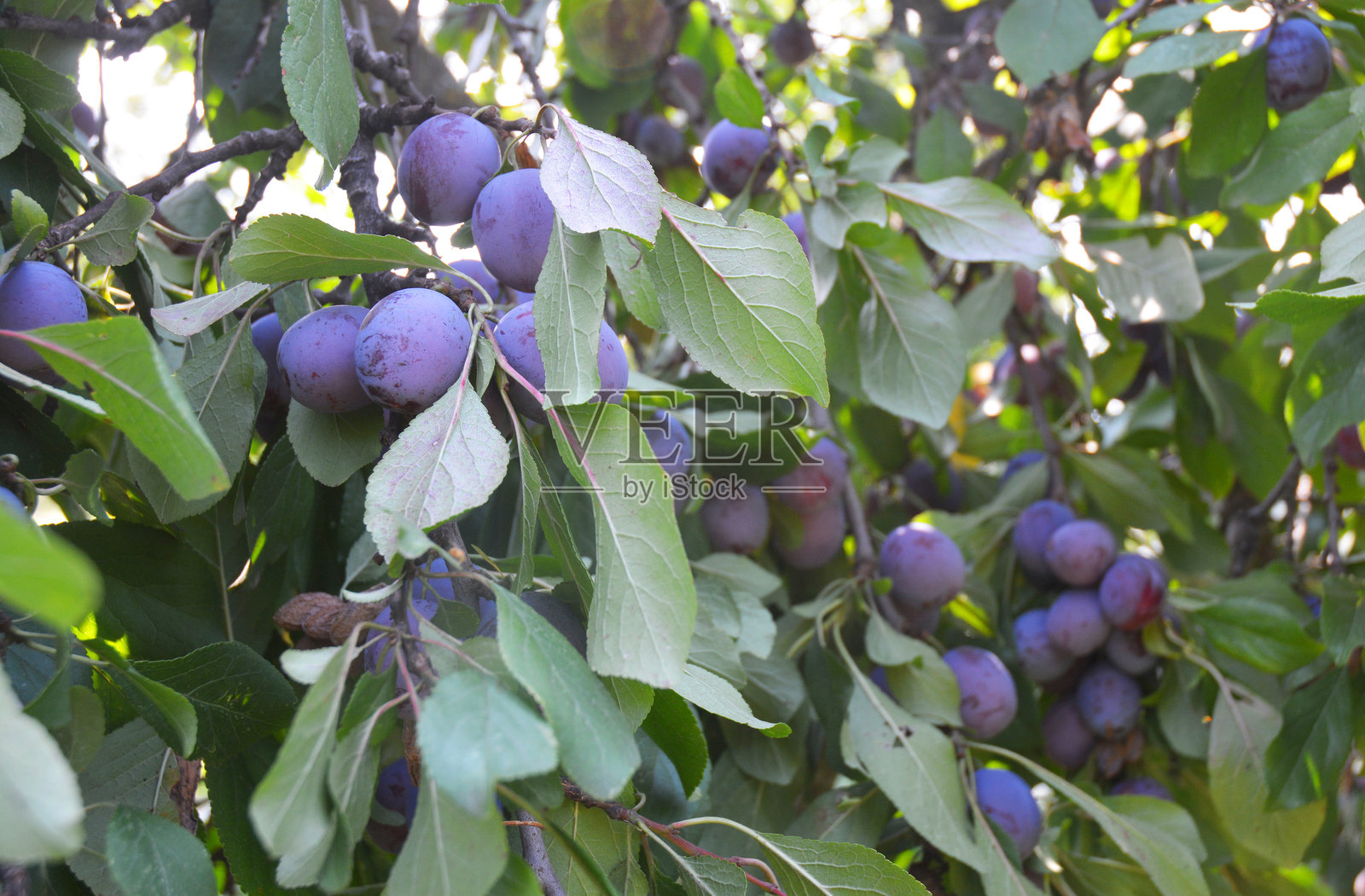 蓝色多汁的李子在树枝上成熟。照片摄影图片