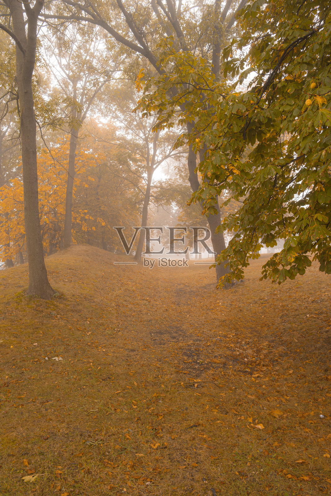 雾气弥漫的秋季森林风景照片摄影图片