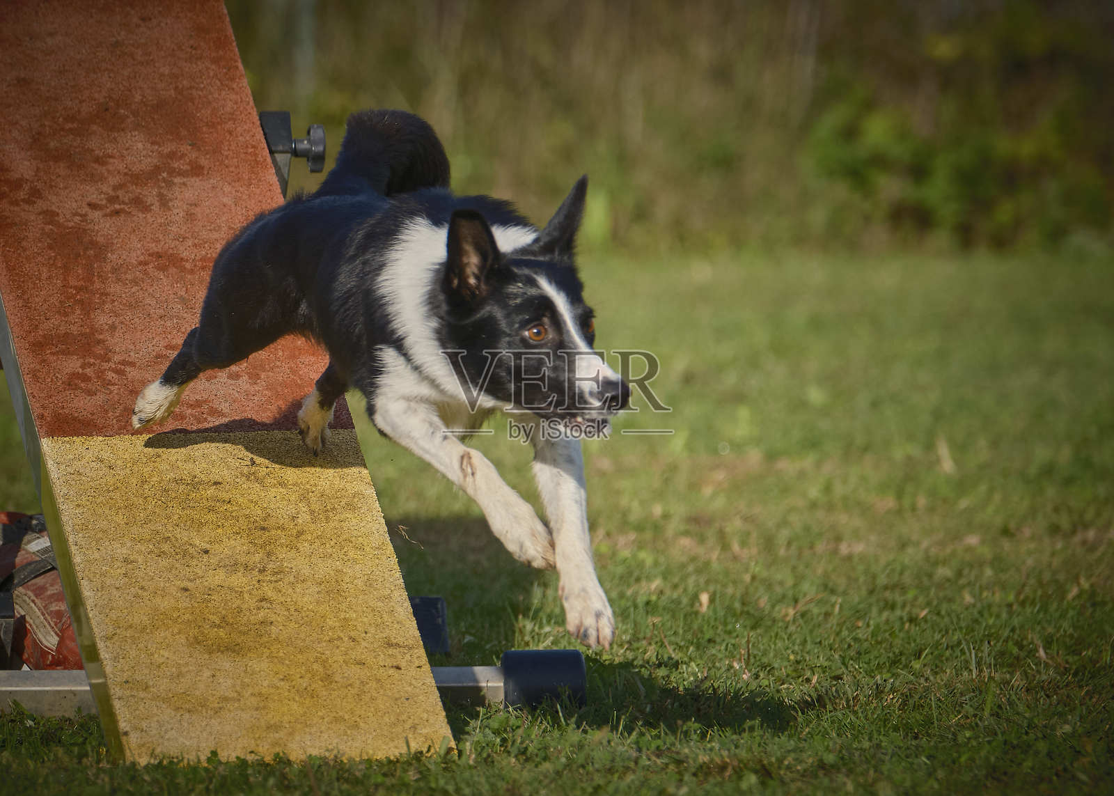 边境牧羊犬。参加敏捷比赛的狗。狗正在通过跷跷板障碍。犬类运动。照片摄影图片