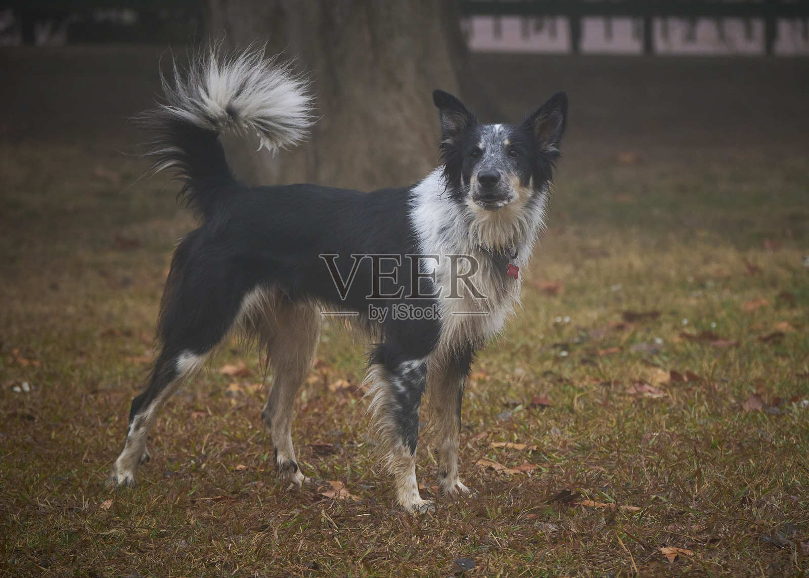 公园里的边境牧羊犬。雾蒙蒙的冬日。适合狗狗的区域。照片摄影图片