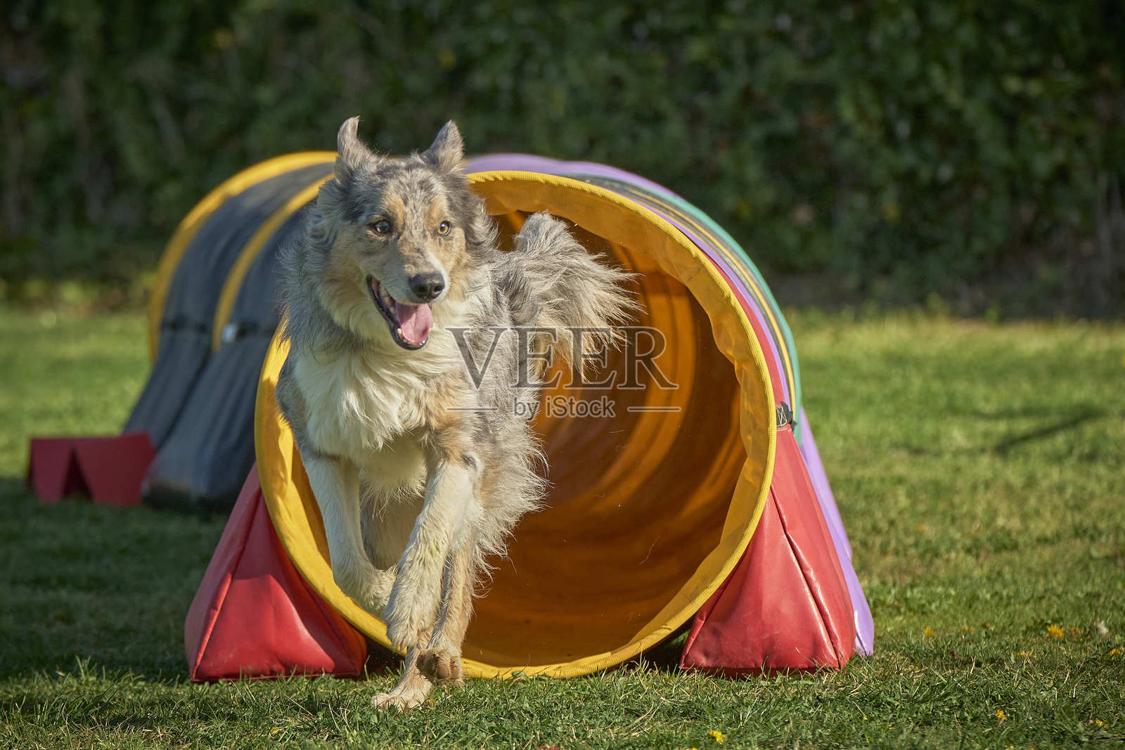 边境牧羊犬在行动。狗在敏捷比赛中克服障碍。照片摄影图片