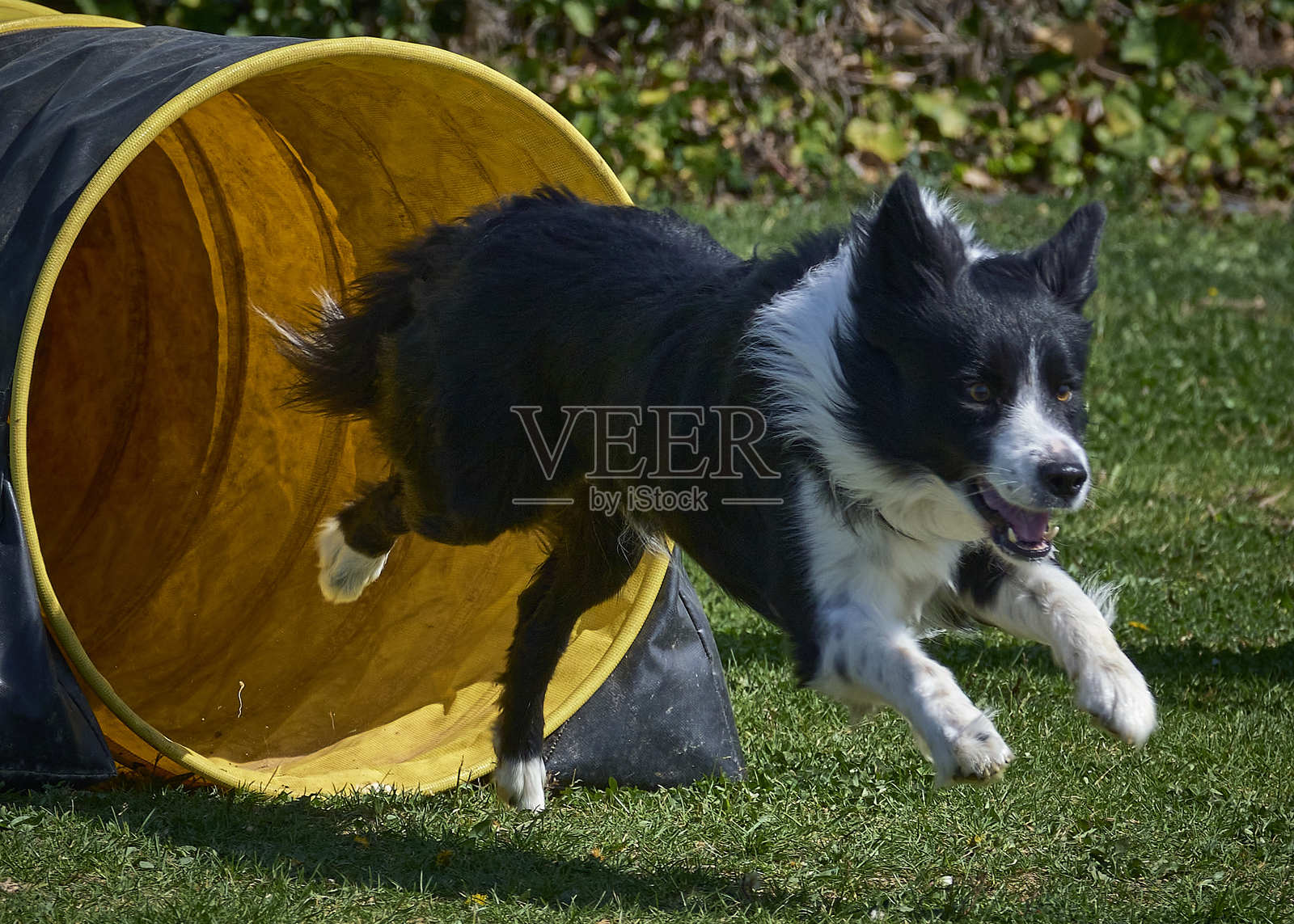 边境牧羊犬在行动。狗在敏捷比赛中克服障碍。户外运动。照片摄影图片