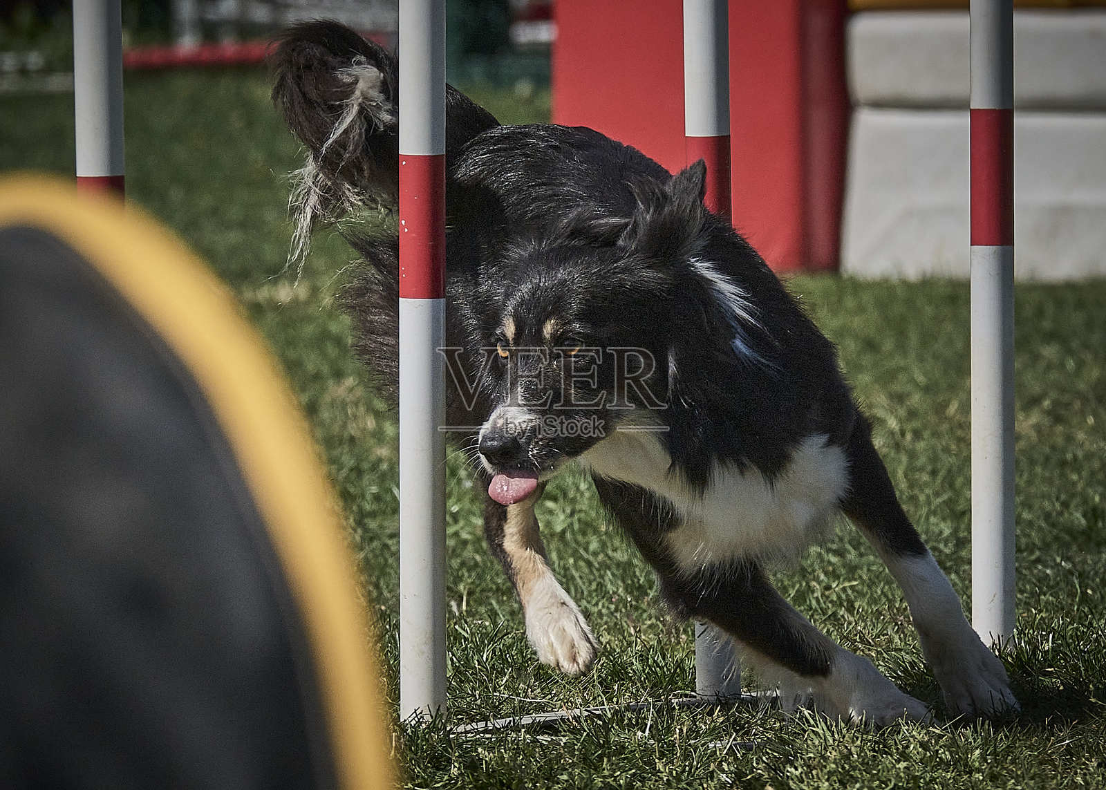 边境牧羊犬在行动。狗在敏捷比赛中克服障碍。照片摄影图片
