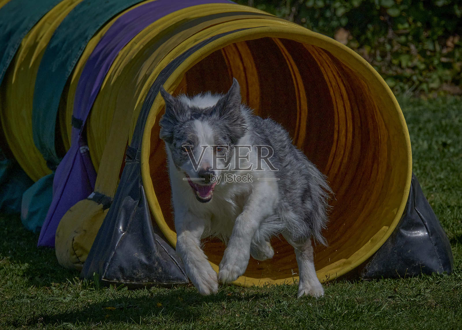 边境牧羊犬在行动。狗在敏捷比赛中克服障碍。户外运动。照片摄影图片