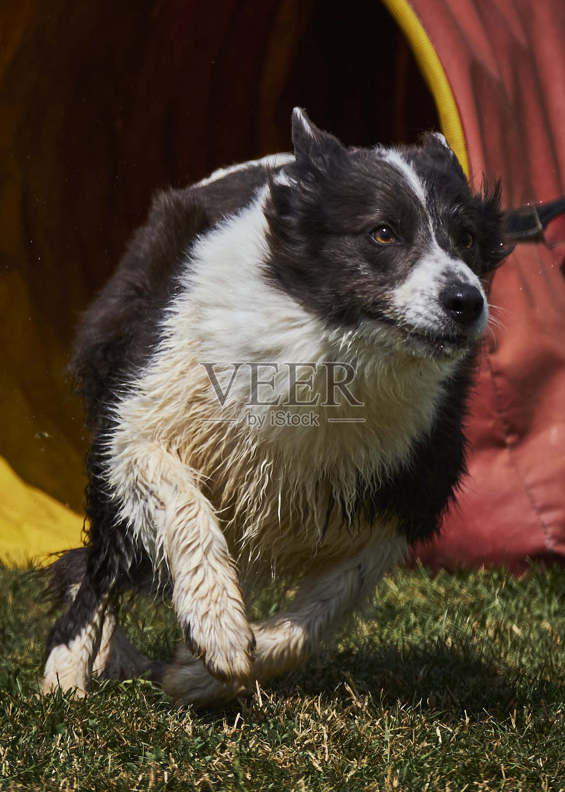 边境牧羊犬在行动。狗在敏捷比赛中克服障碍。照片摄影图片