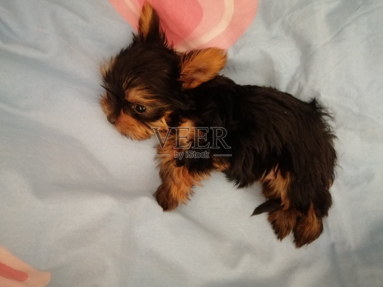 可爱的约克夏犬小狗肖像。照片摄影图片