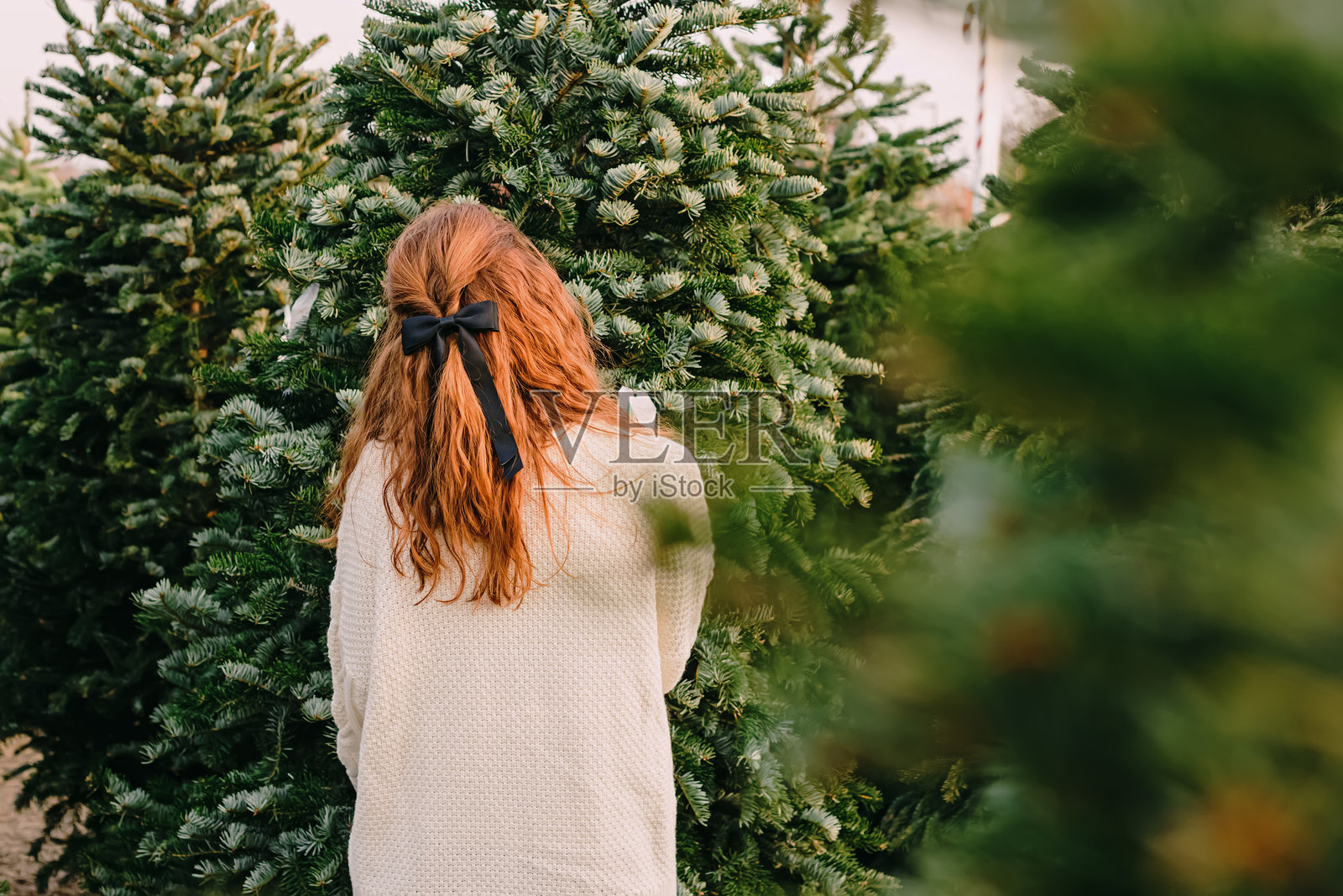 女人挑选圣诞树照片摄影图片