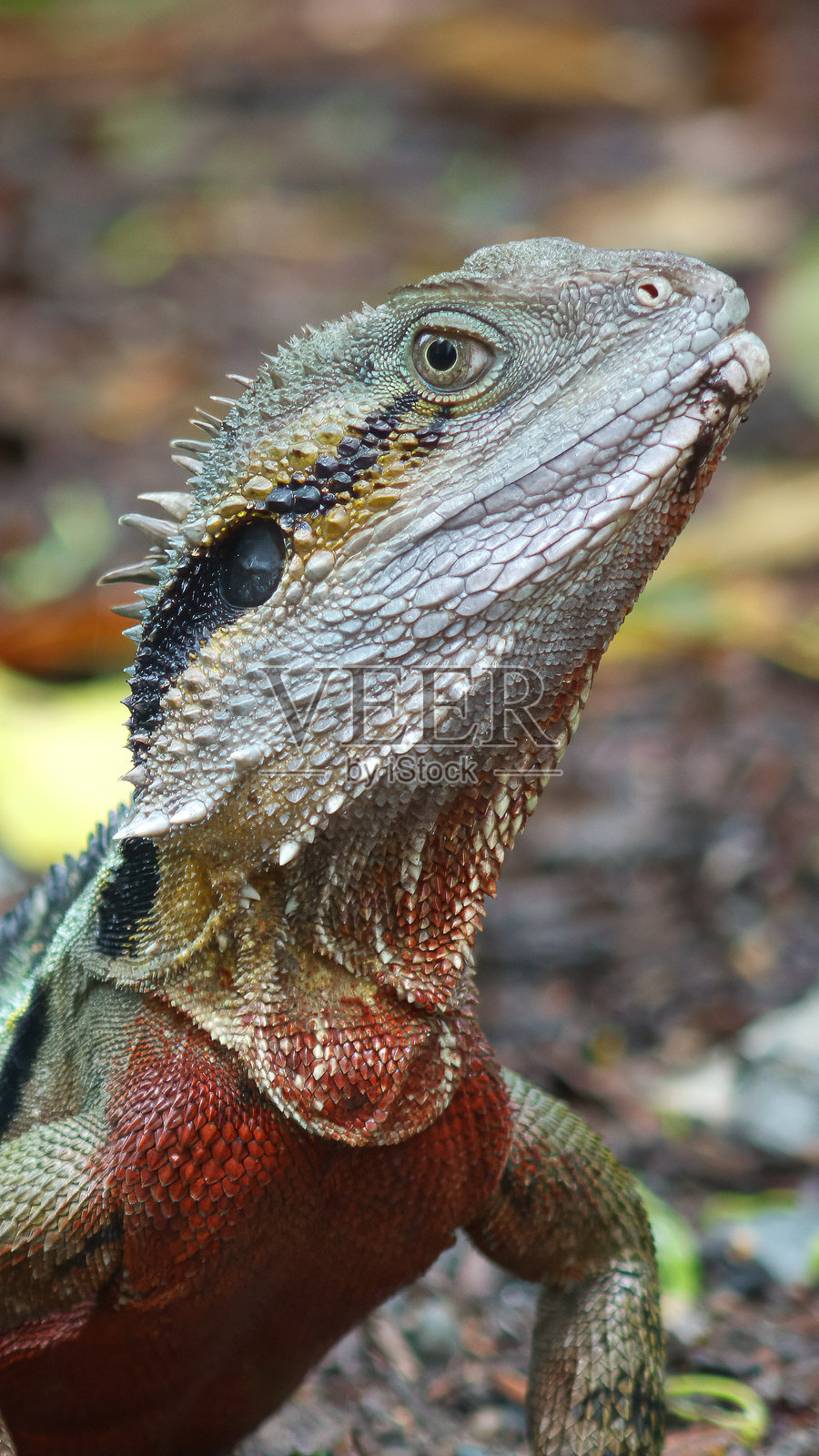 令人惊叹的特写镜头,展示了一只生机勃勃的澳大利亚水龙蜥蜴在其自然雨林栖息地中的样子。适用于自然、爬行动物、澳大利亚旅行、动物群、保护和异国动物主题的野生动物照片。照片摄影图片