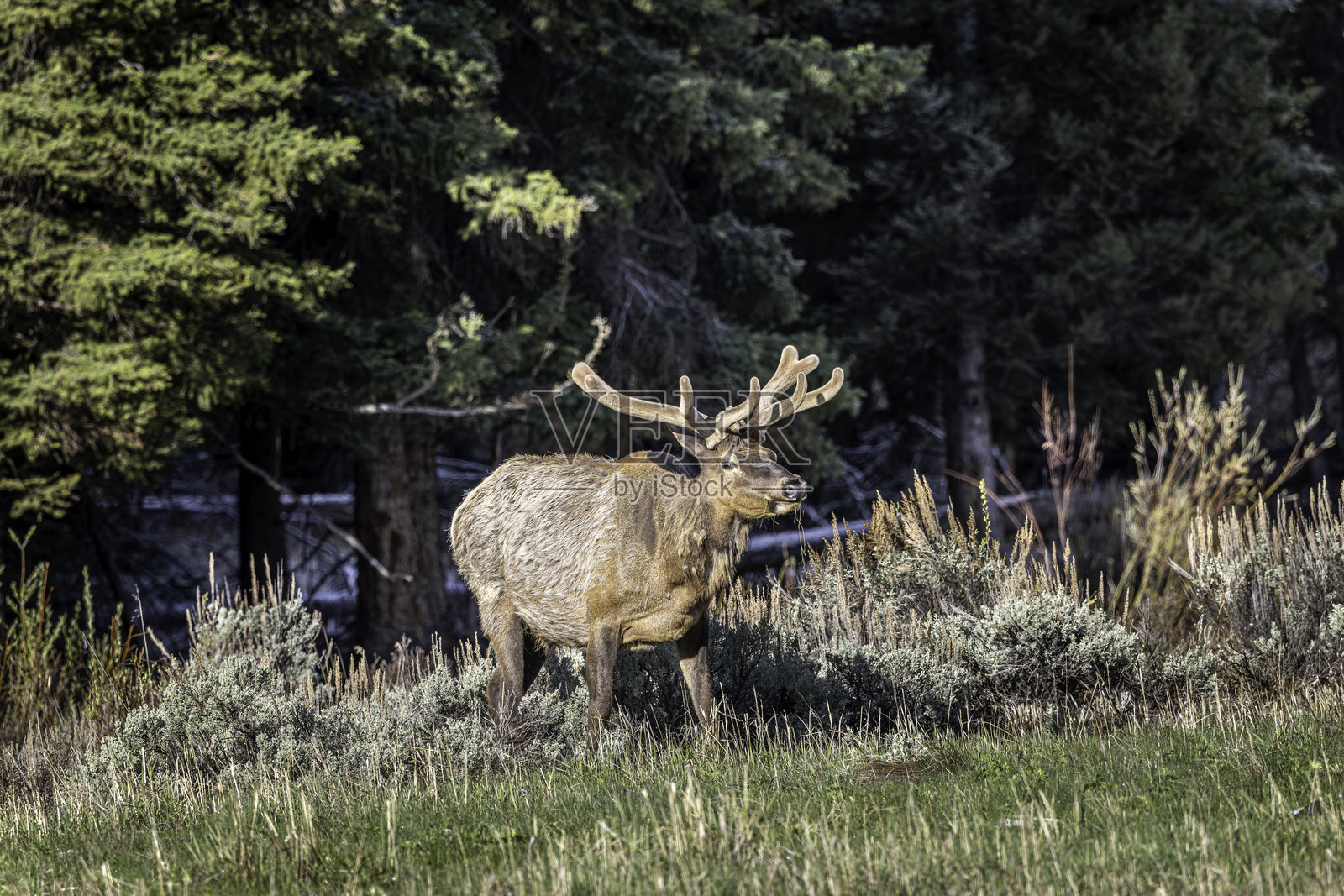 雄伟的麋鹿在黄石国家公园拉马尔谷的春季郁郁葱葱的绿地中觅食,头上长着天鹅绒般的鹿角。照片摄影图片