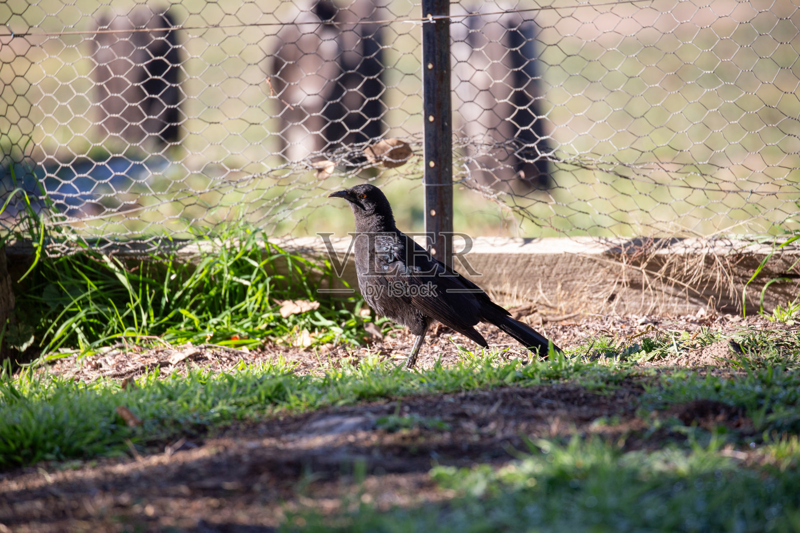 一只白翼鸦在宁静的乡村环境中休息,身后是延绵的田野。照片摄影图片