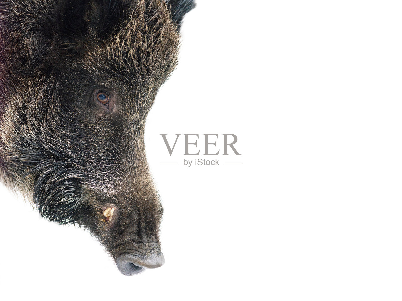 孤立在白色背景上的野猪肖像照片摄影图片