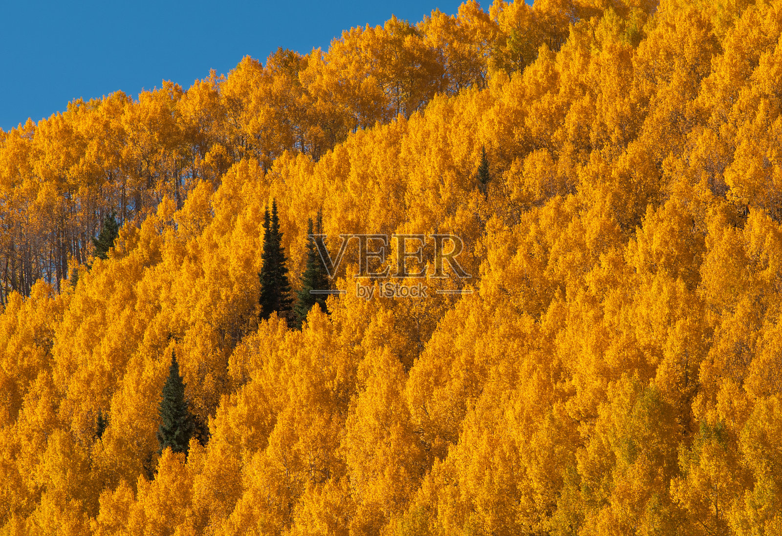 科罗拉多州山坡上的秋季白杨树照片摄影图片