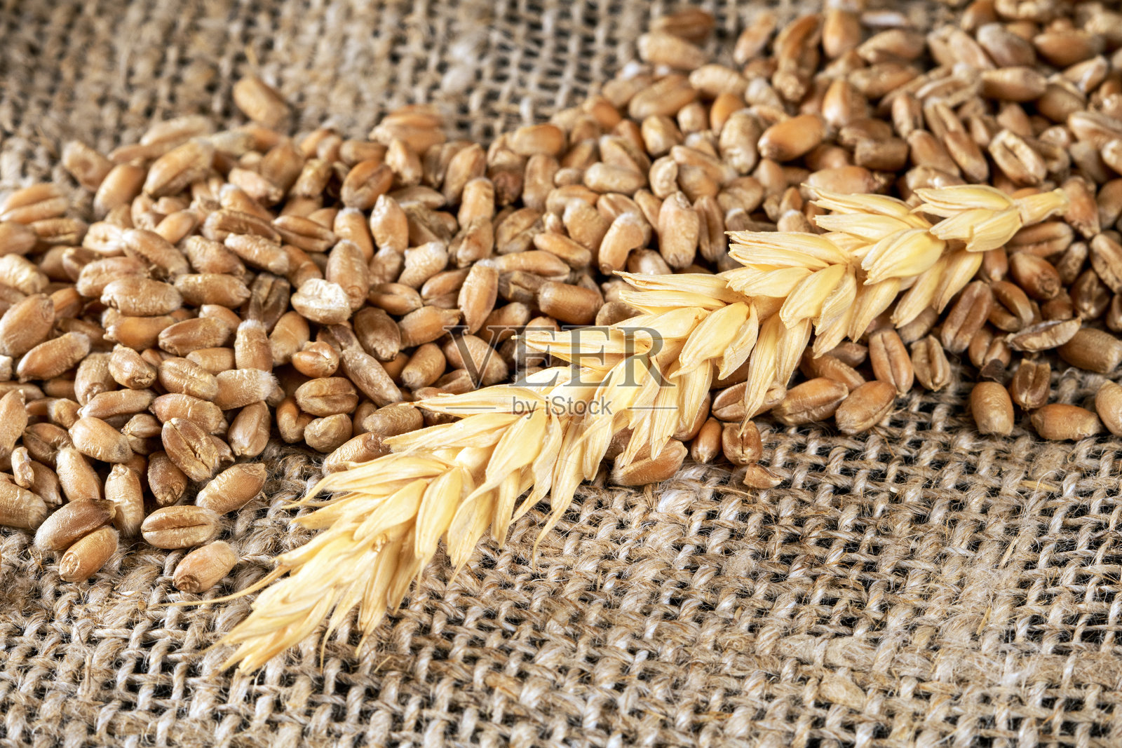 金色小麦粒和麦穗的特写照片,背景为麻布纹理照片摄影图片