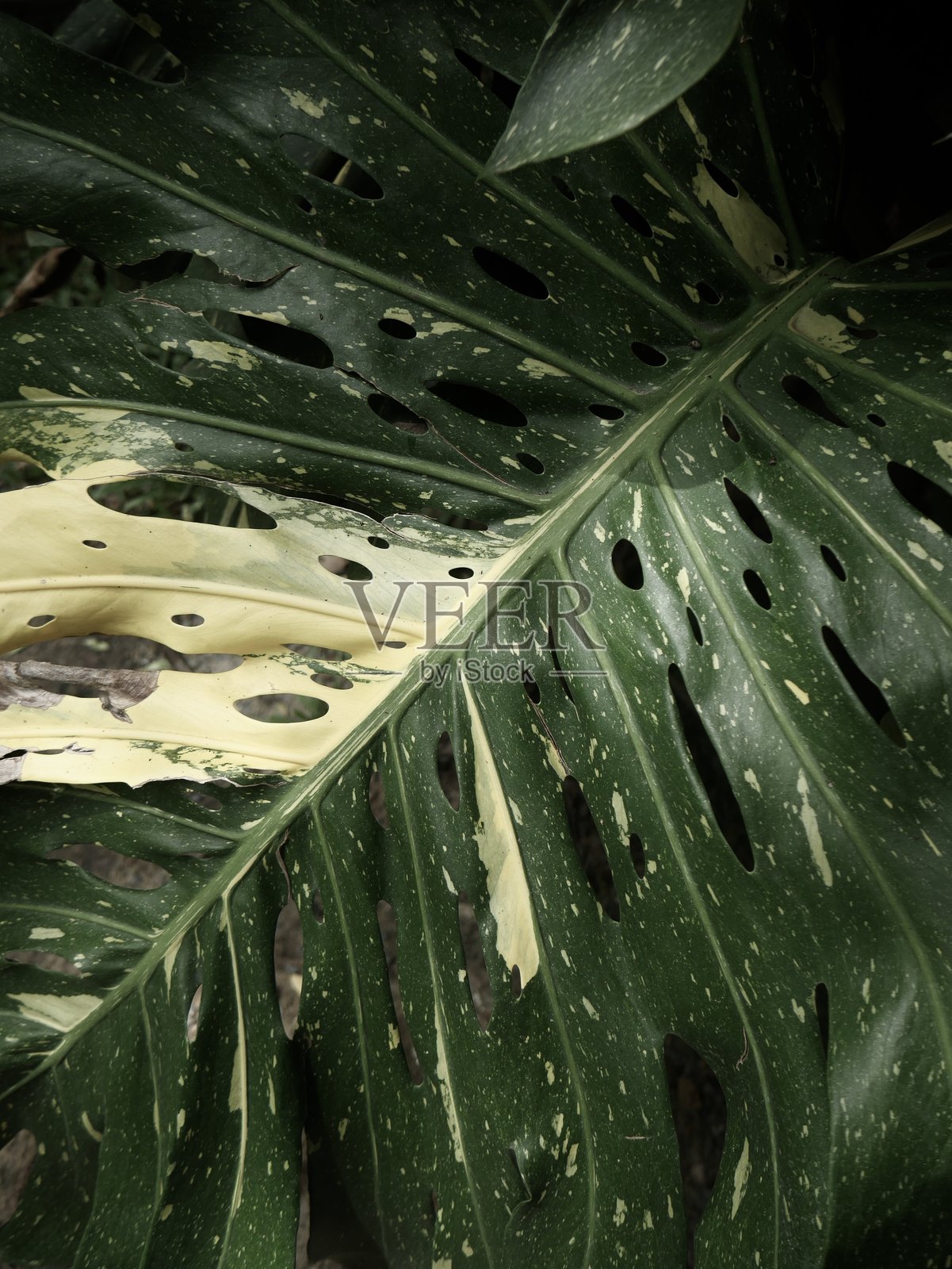 特写的绿色龟背竹叶照片摄影图片