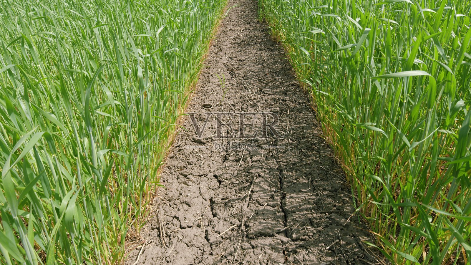 一条美丽的小径蜿蜒穿过生机勃勃、色彩斑斓的绿谷。照片摄影图片