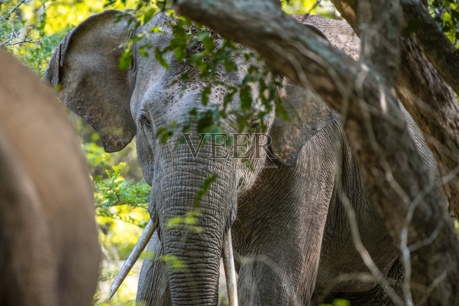 一头公象在雅拉向另一头公象发起冲锋照片摄影图片
