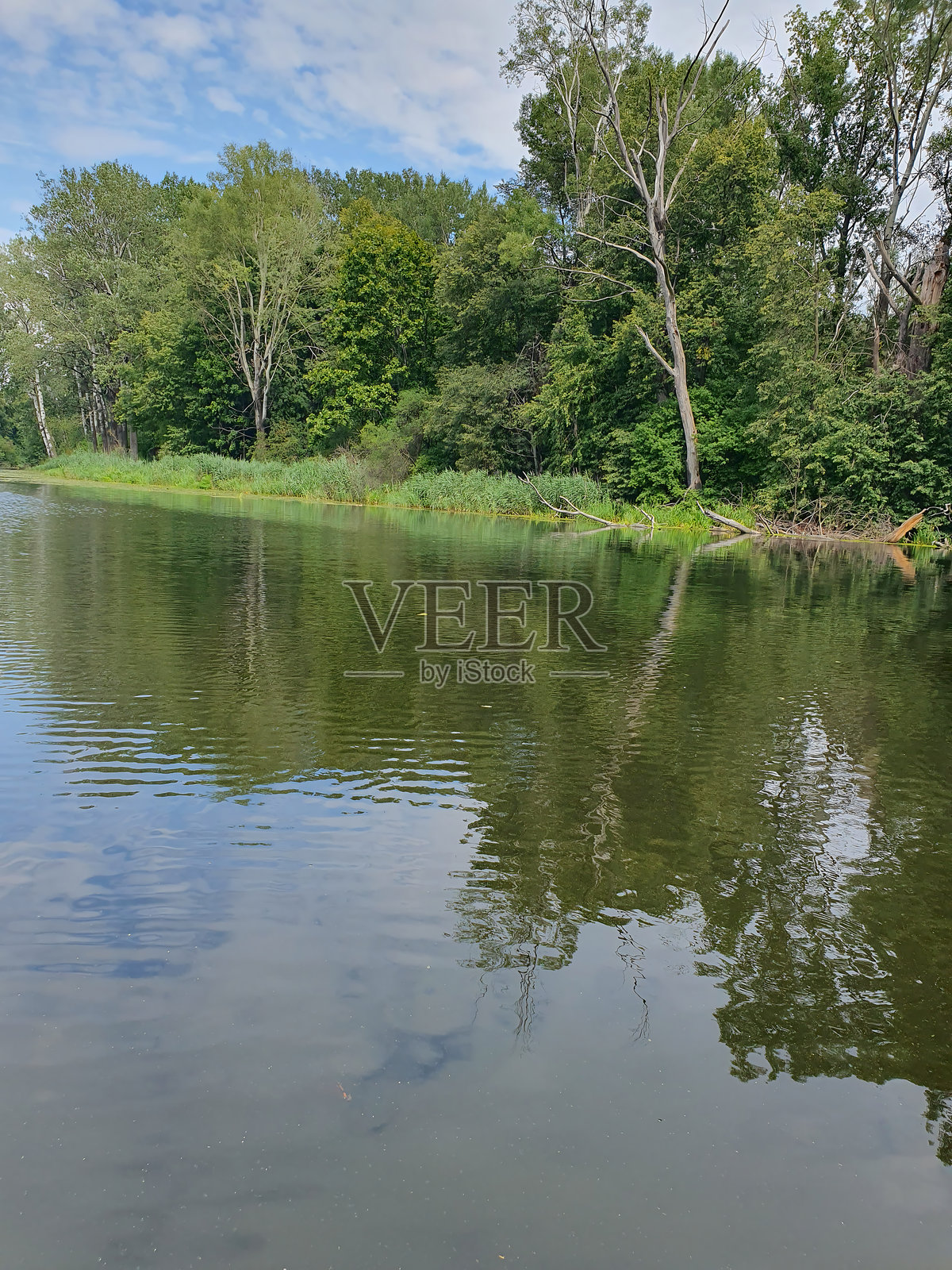 一条宁静的河流或湖泊被茂密的绿色森林环绕。水面如镜,映照着树木和天空。照片摄影图片