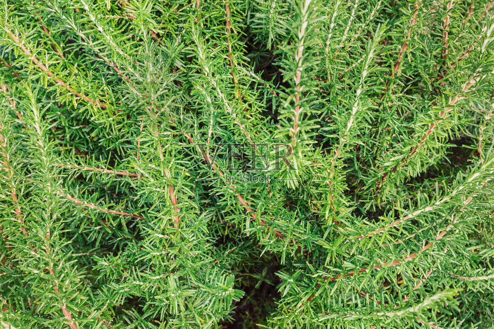 迷迭香植物特写;自然背景照片摄影图片