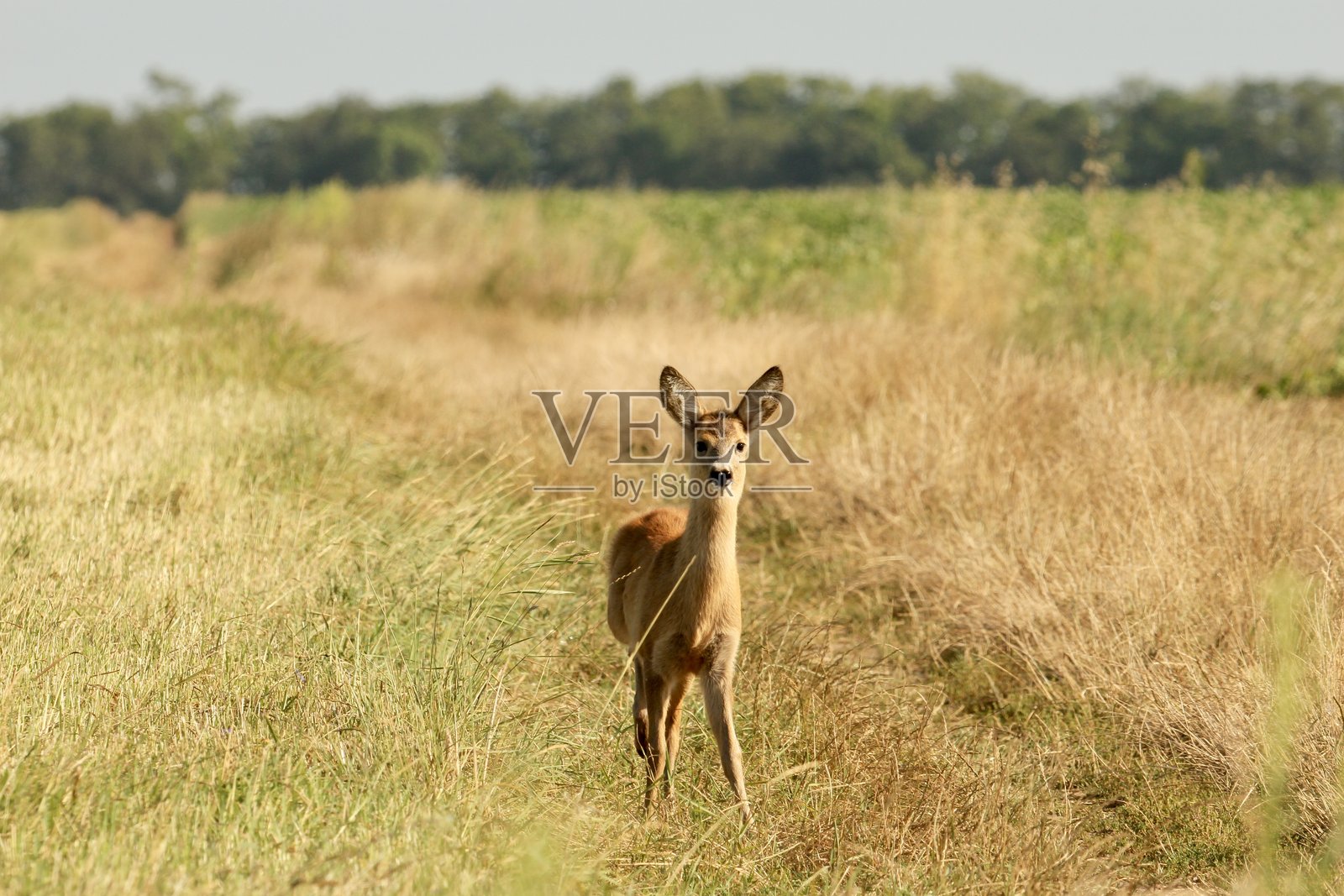 年轻的欧洲狍。照片摄影图片