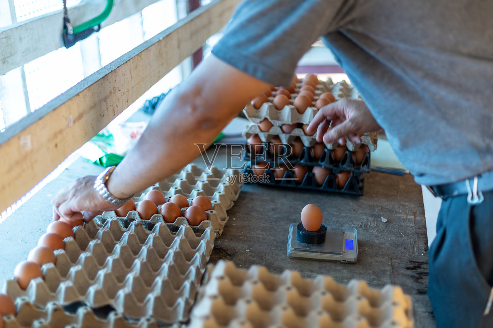 农场工人在禽类农场称重和分类新鲜鸡蛋以进行质量控制。照片摄影图片