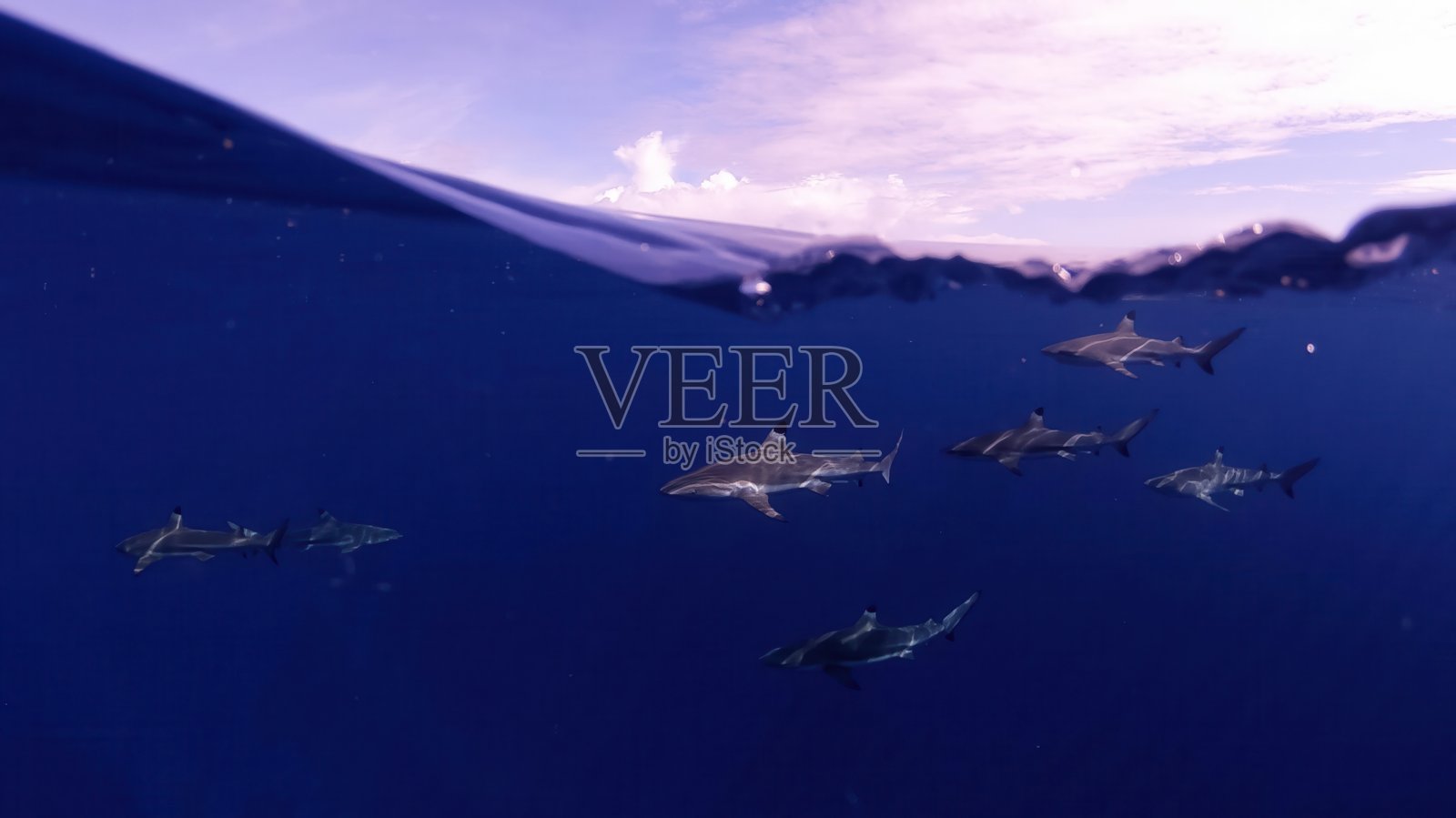 鲨鱼在平静清澈的热带海水中深潜于紫色海洋表面下游动照片摄影图片