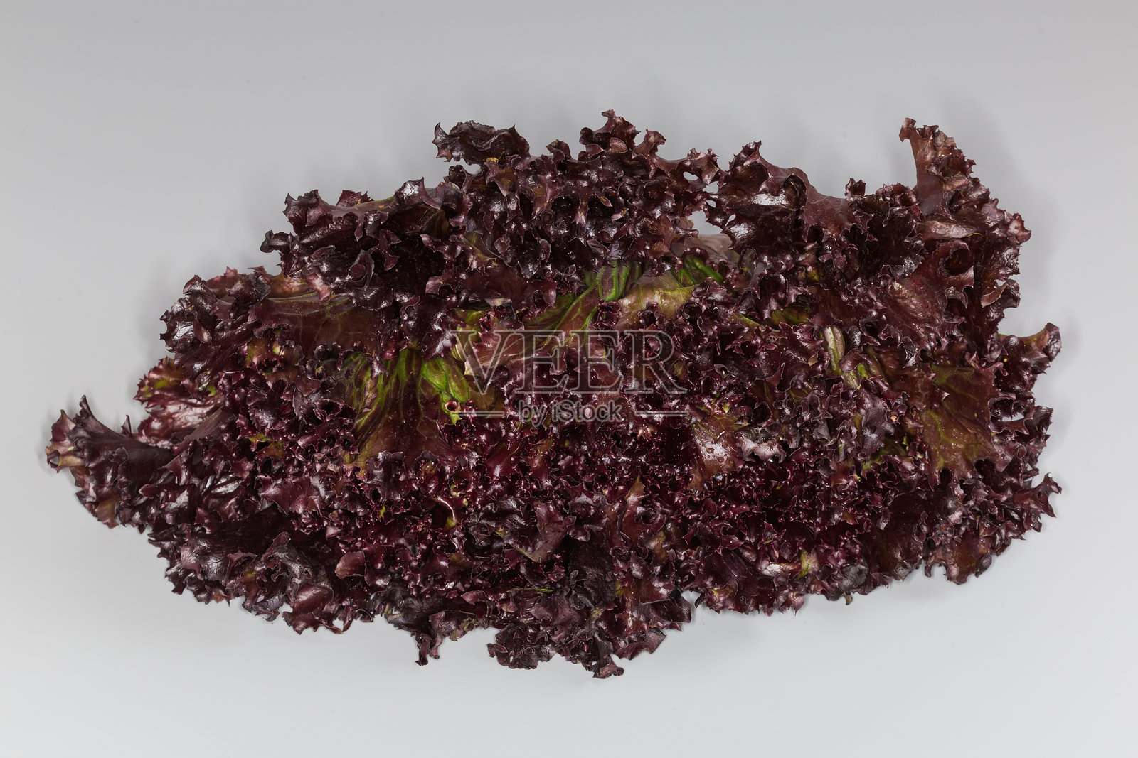 红叶生菜(Lollo Rossa品种)的顶部叶子照片摄影图片