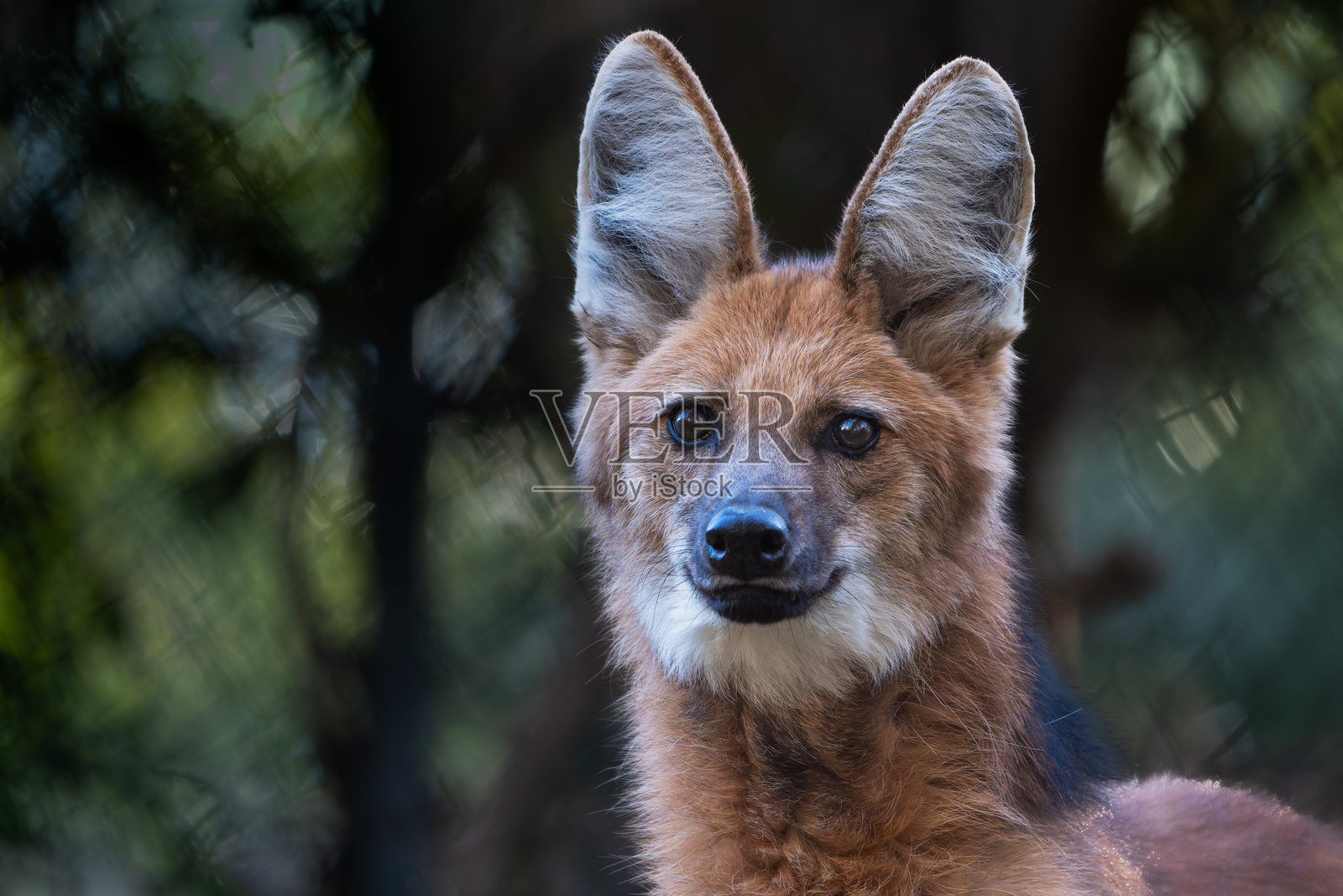 鬃狼 (Chrysocyon brachyurus)照片摄影图片