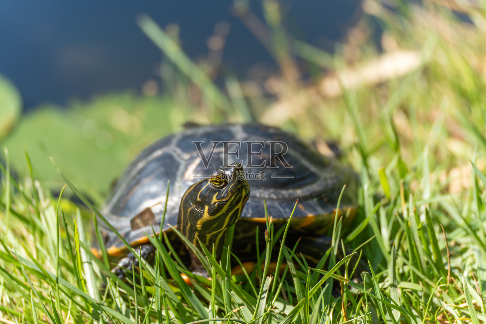 乌龟在草地上仰望。照片摄影图片
