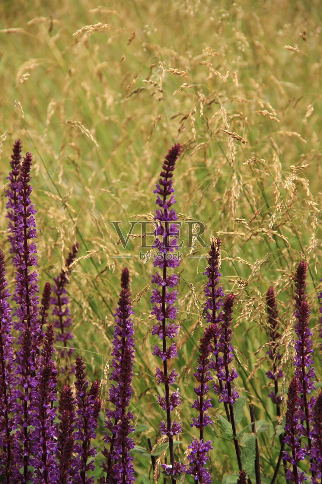 紫色照片摄影图片