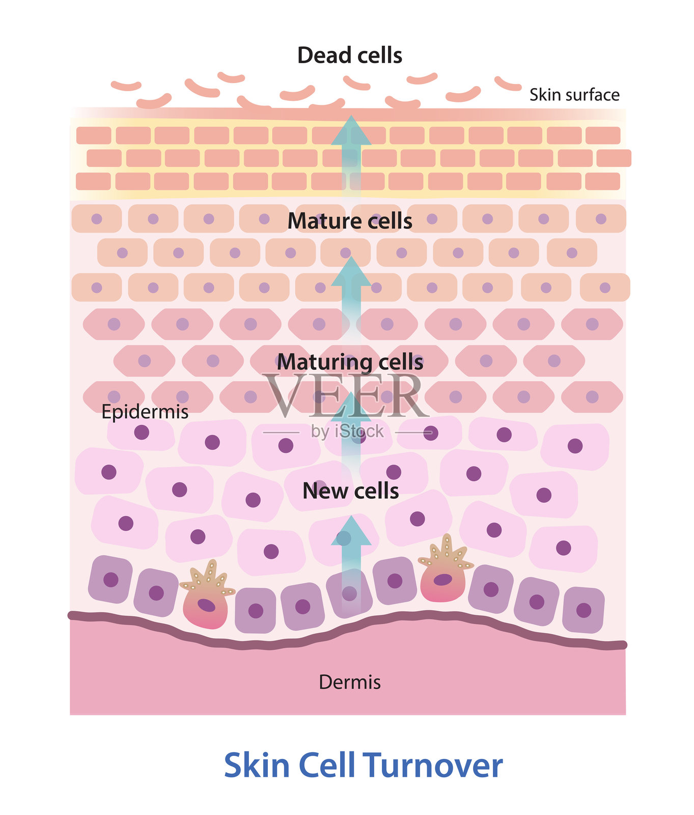 皮肤细胞更新过程矢量插图,背景为白色。插画图片素材