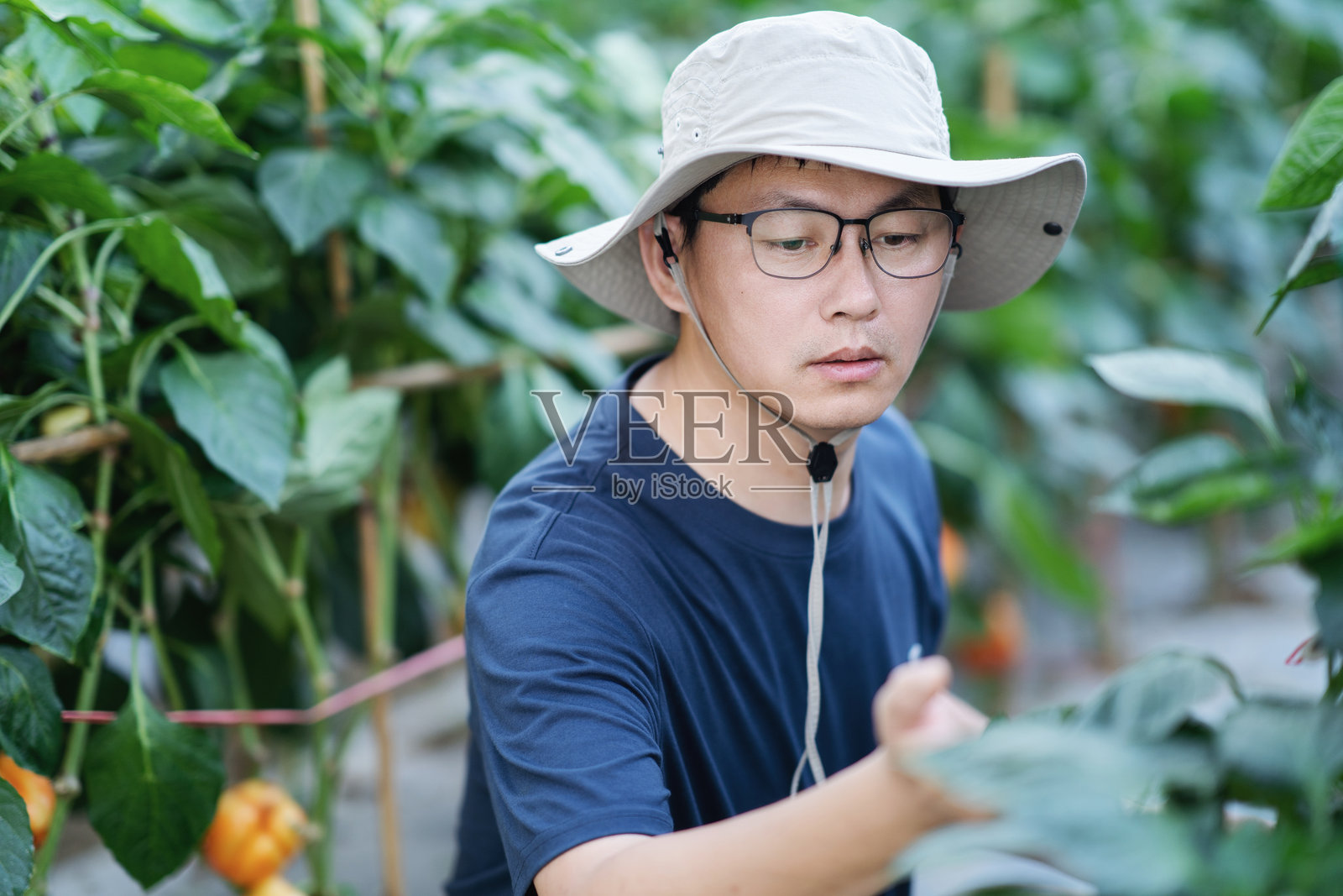亚洲男性农民在温室中使用数字平板电脑工作照片摄影图片